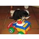 Berner Sennenhund Welpen - Hündin