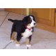 Berner Sennenhund Welpen - Hündin
