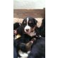 Berner Sennenhund Welpen - Hündin