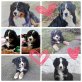 Berner Sennenhund Welpen - Hündin