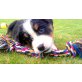 Berner Sennenhund Welpen - Hündin