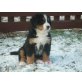 Berner Sennenhund Welpen - Hündin