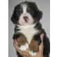 Berner Sennenhund Welpen - Hündin