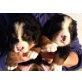 Berner Sennenhund Welpen - Hündin