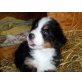 Berner Sennenhund Welpen - Hündin
