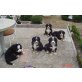 Berner Sennenhund Welpen - Hündin
