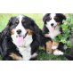 Berner Sennenhund Welpen - Hündin