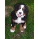 Berner Sennenhund Welpen - Hündin