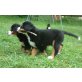 Berner Sennenhund Welpen - Hündin