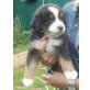Berner Sennenhund Welpen - Hündin