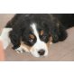 Berner Sennenhund Welpen - Hündin