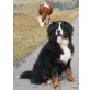 Berner Sennenhund Welpen - Hündin