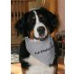 Berner Sennenhund Welpen - Hündin