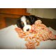 Berner Sennenhund Welpen - Hündin