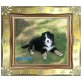Berner Sennenhund Welpen - Hündin
