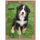 Berner Sennenhund Welpen - Hündin