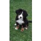Berner Sennenhund Welpen - Hündin