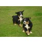 Berner Sennenhund Welpen - Hündin