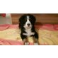 Berner Sennenhund Welpen - Hündin