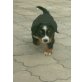 Berner Sennenhund Welpen - Hündin