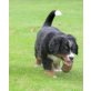 Berner Sennenhund Welpen - Hündin