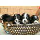 Berner Sennenhund Welpen - Hündin