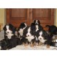 Berner Sennenhund Welpen - Hündin