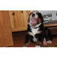 Berner Sennenhund Welpen - Hündin