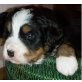 Berner Sennenhund Welpen - Hündin