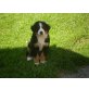 Berner Sennenhund Welpen - Hündin