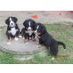 Berner Sennenhund Welpen - Hündin