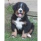 Berner Sennenhund Welpen - Hündin