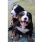Berner Sennenhund Welpen - Hündin