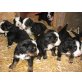 Berner Sennenhund Welpen - Hündin