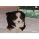 Berner Sennenhund Welpen - Hündin