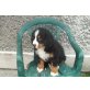 Berner Sennenhund Welpen - Hündin