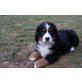Berner Sennenhund Welpen - Hündin