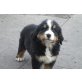 Berner Sennenhund Welpen - Hündin