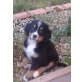 Berner Sennenhund Welpen - Hündin