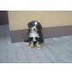 Berner Sennenhund Welpen - Hündin