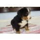 Berner Sennenhund Welpen - Hündin