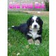 Berner Sennenhund Welpen - Hündin