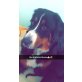 Berner Sennenhund Welpen - Hündin