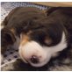 Berner Sennenhund Welpen - Hündin