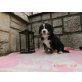 Berner Sennenhund Welpen - Hündin