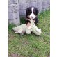 Berner Sennenhund Welpen - Hündin