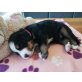 Berner Sennenhund Welpen - Hündin