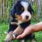Berner Sennenhund Welpen - Hündin
