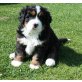 Berner Sennenhund Welpen - Hündin