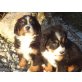 Berner Sennenhund Welpen - Hündin